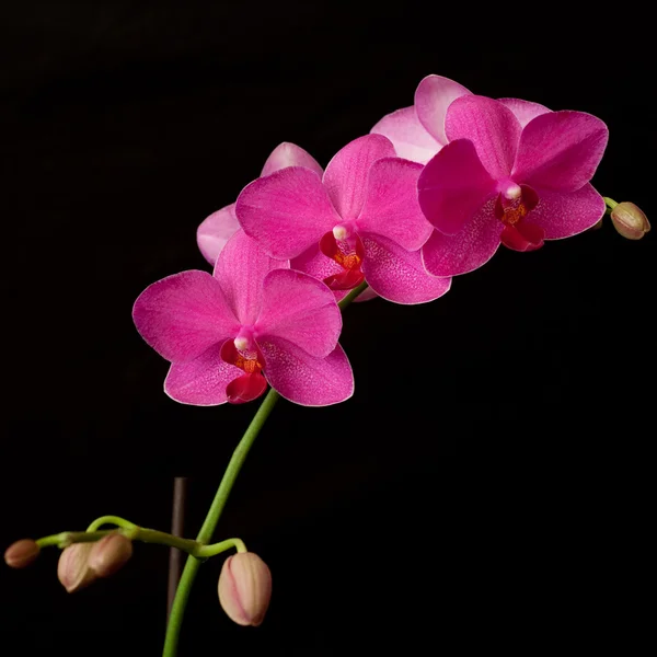 stock image Purple orchid phalaenopsis on dark