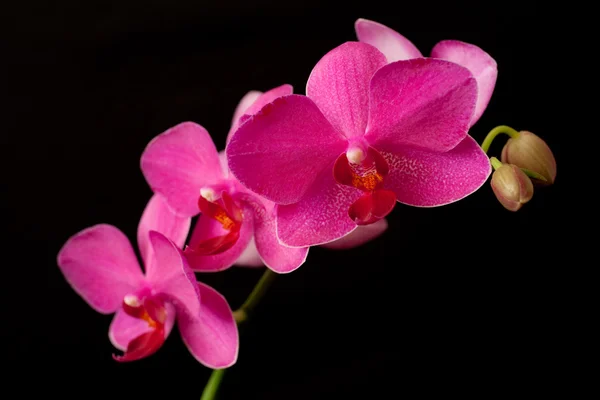 Purple orchid phalaenopsis on dark — Stock Photo, Image