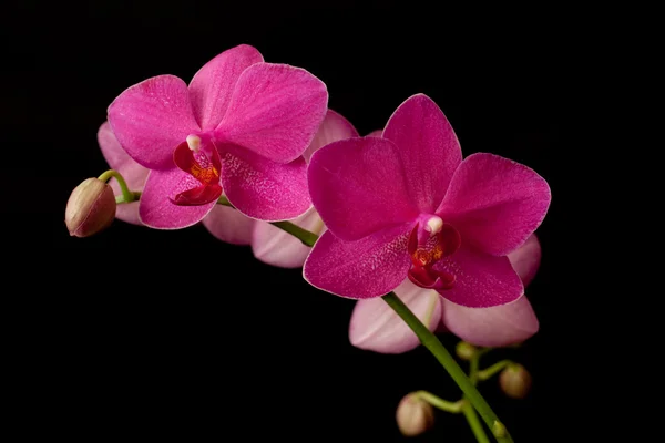 Fialové orchideje phalaenopsis na tmavé — Stock fotografie