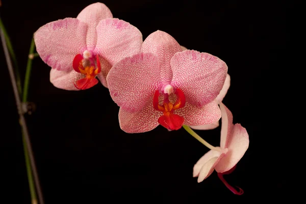 Růžová orchidej phalaenopsis na tmavé — Stock fotografie