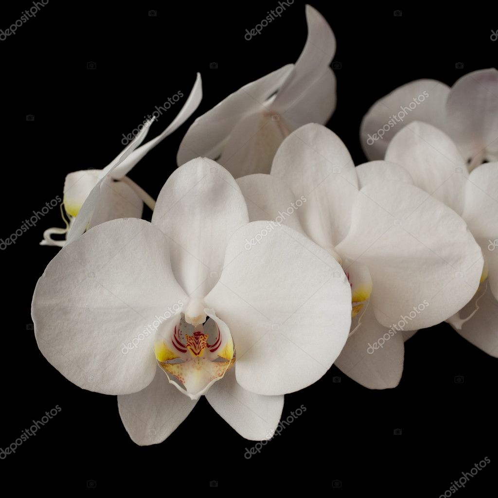 Phalaenopsis blanca de la orquídea en oscuro: fotografía de stock ©  mikheevpavel #8213604 | Depositphotos