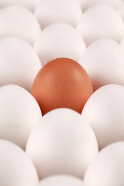 Huevo solitario — Foto de Stock