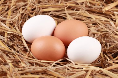 Eggs in straw clipart