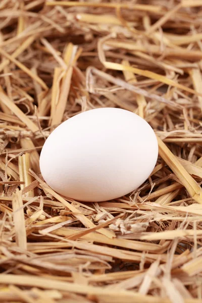 Bílá vejce v slámy — Stock fotografie