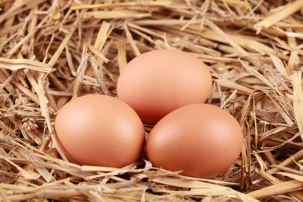Eier im Stroh — Stockfoto