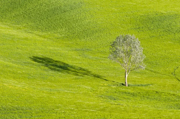 孤独な木 ストック画像