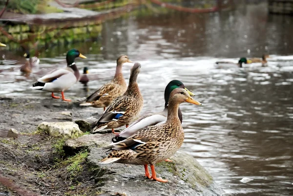 stock image Group of standing ducks