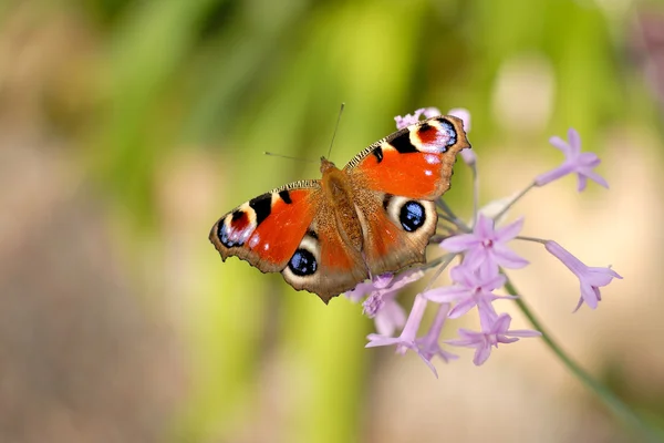 güzel kelebek çiçek üzerinde