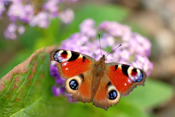 stock image The beautiful butterfly on a flower