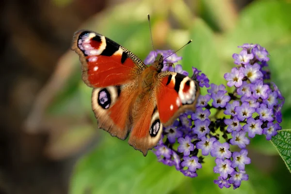 stock image The beautiful butterfly on a flower