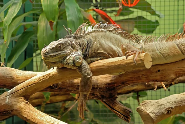 stock image Iguana portrait