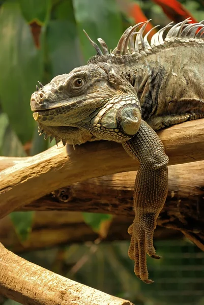 stock image Iguana portrait