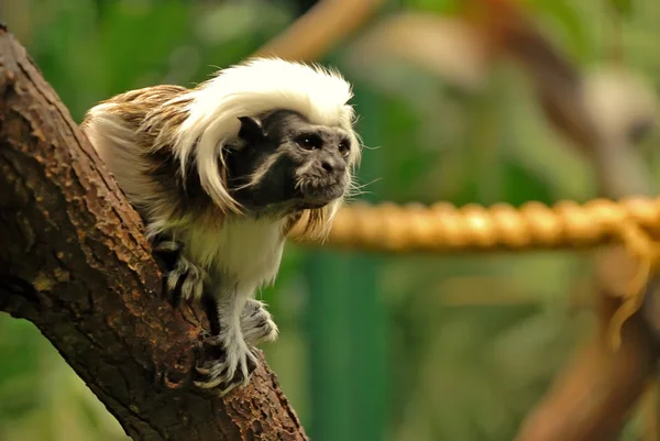 stock image Cotton-top tamarin monkey