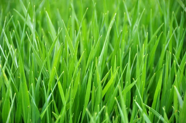 stock image Green grass