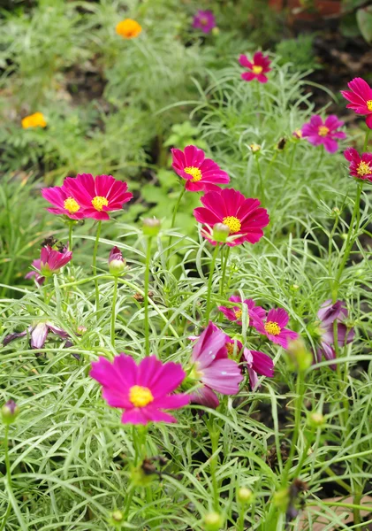 stock image Flowers pink