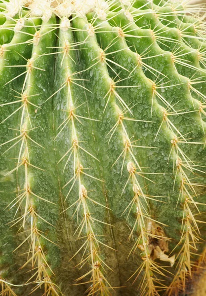 Kaktusové ostny — Stock fotografie