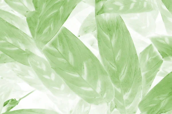 The leaf design background — Stock Photo, Image
