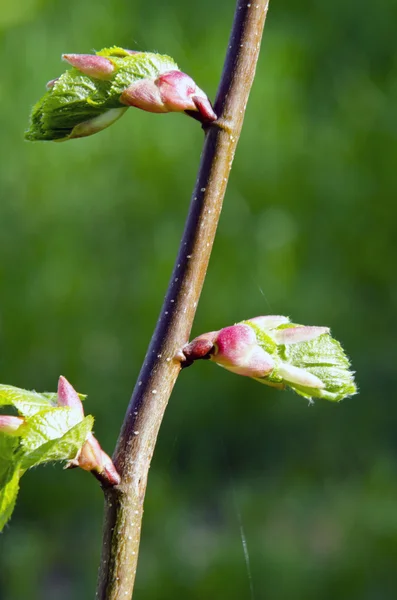 Lime tree branch leaves unfolding in spring — Stock Photo, Image