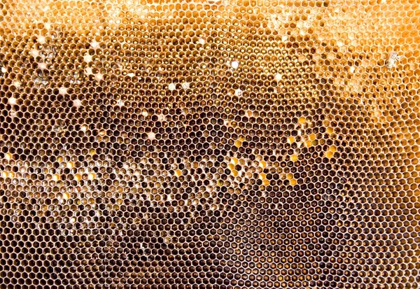 Honeycomb mesh — Stockfoto