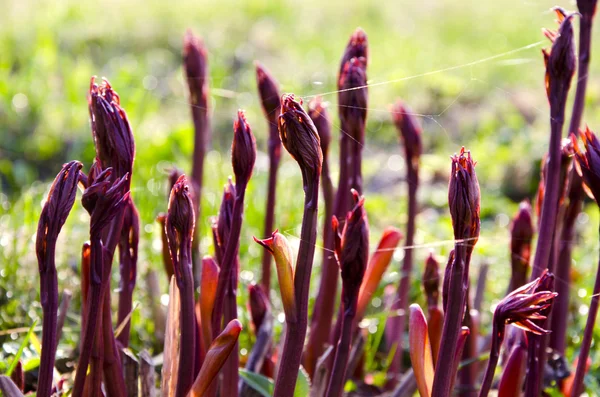 Florecientes tallos de plantas rojas con telarañas en primavera — Foto de Stock