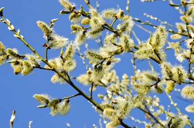 Kittens in spring blooming tree branch blue sky clipart