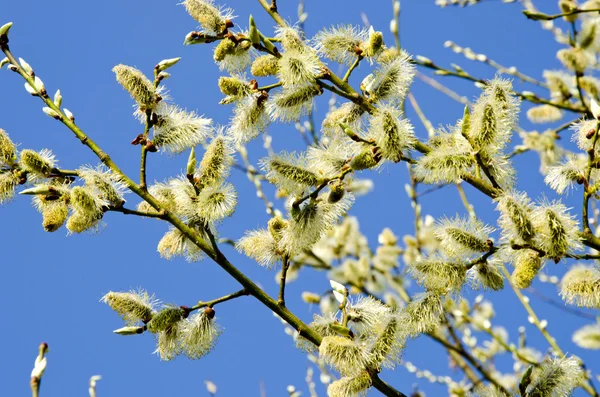 Kociąt wiosną kwitnące drzewo gałąź, Błękitne niebo — Zdjęcie stockowe