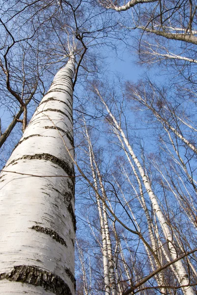 Background of birch tree trunks tops on blue sky — Stock Photo, Image