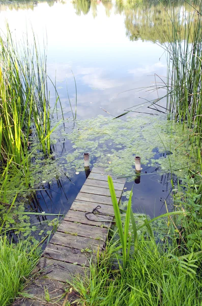 Kleine Flussbrücke. natürliche grüne Wasserflora. — Stockfoto