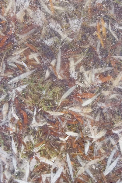 Willow bladeren bevroren in het ijs. — Stockfoto