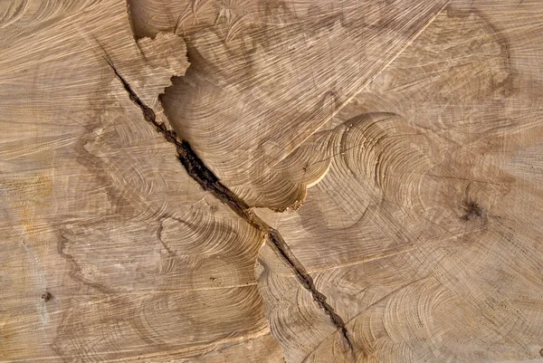Sección tronco de madera truncada . — Foto de Stock