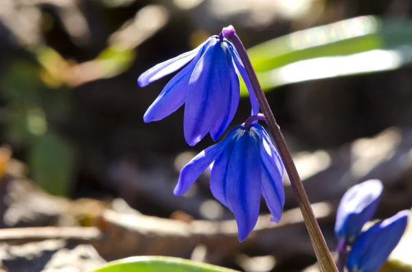 Floco de neve flor azul floresce no início da primavera macro — Fotografia de Stock