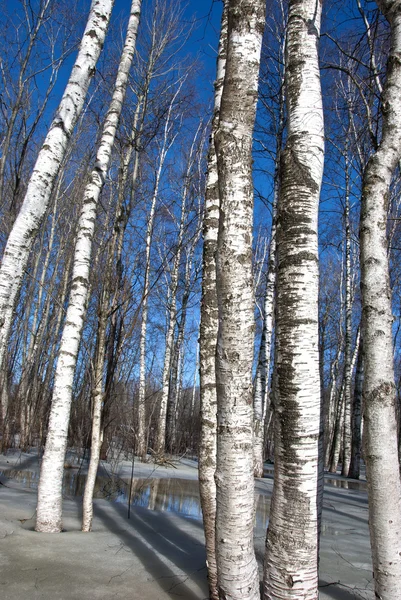 Background birch tree forest snow defrost spring — Stock Photo, Image