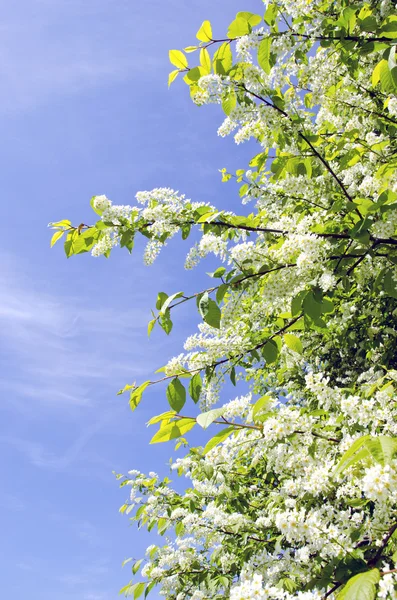 Bird cherry bush blooming in spring on blue sky — Stock Photo, Image