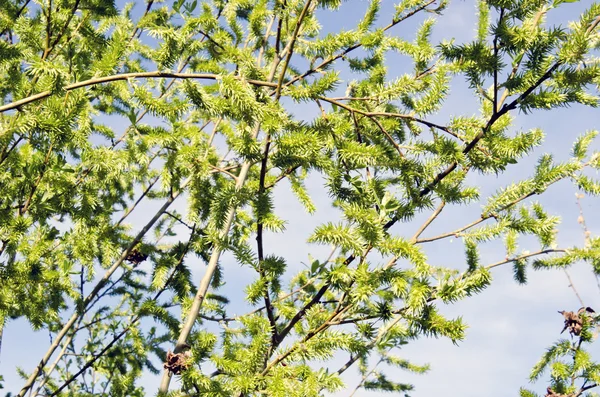 Les branches de saule couvrent de feuilles au printemps — Photo