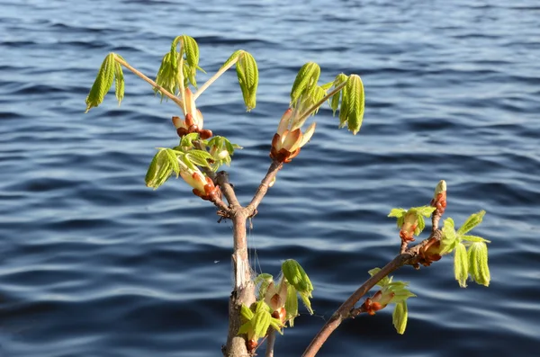Conker gałęzie drzewa rosną w marszczyć wody źródlanej — Zdjęcie stockowe