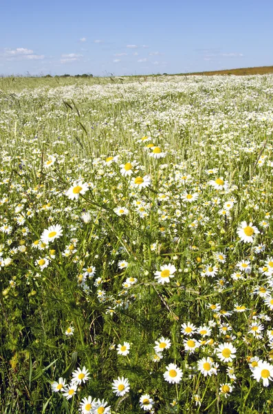 Antecedentes da agricultura campo flores marguerite — Fotografia de Stock
