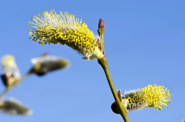 Närbild makro våren kattungar get willow sky — Stockfoto