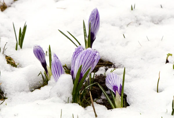 サフラン クロッカスの紫色花春の花雪 — ストック写真