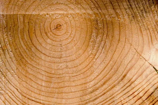 Fundo corte árvore tronco idade sinal closeup macro — Fotografia de Stock