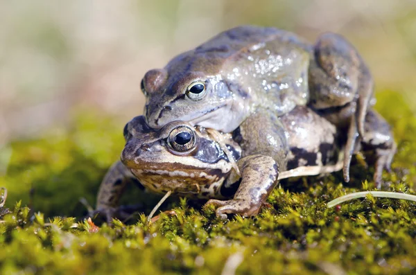 Kurbağalar yapmak seviyorum. bahar aylarında çiftleşme zamanı kurbağa. — Stok fotoğraf