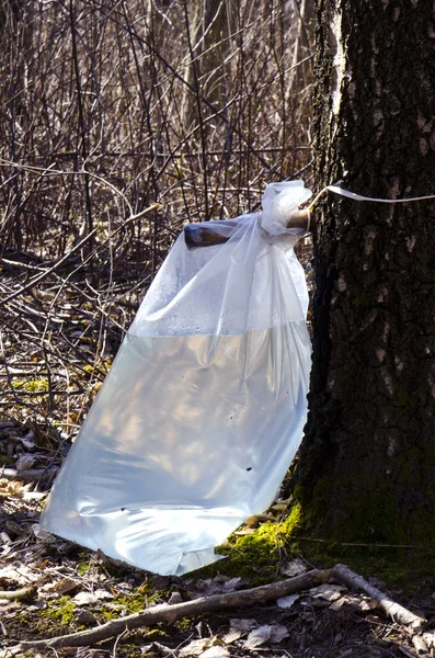 Birch árvore seiva bebida fluxo para saco de polietileno — Fotografia de Stock