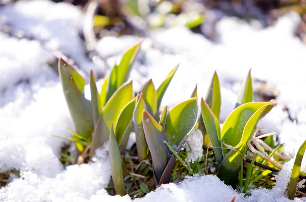 Tulip bladeren tussen de smeltende sneeuw in het voorjaar van — Stockfoto