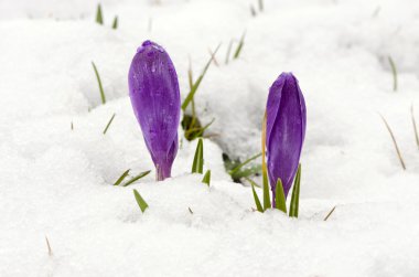 Crocus saffron violet blooms spring flowers snow clipart