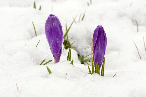 番红花藏红花紫绽放春天的花雪 — 图库照片