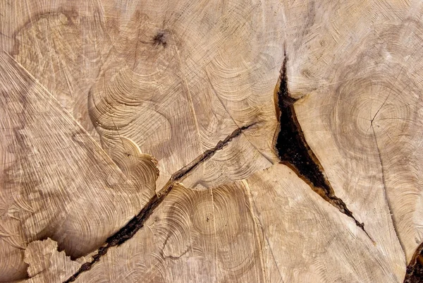 Textura de corte de árvore velha . — Fotografia de Stock