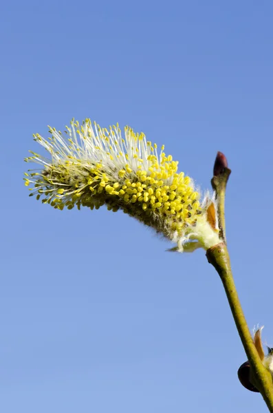 근접 촬영 매크로 봄 새끼 염소 버드 나무 하늘 — 스톡 사진