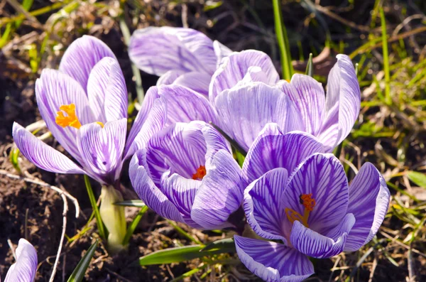 Krokus szafran pierwsza wiosna kwiatów rosną w ogrodzie — Zdjęcie stockowe