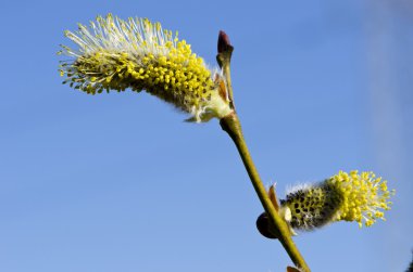 Closeup macro spring kittens goat willow sky clipart