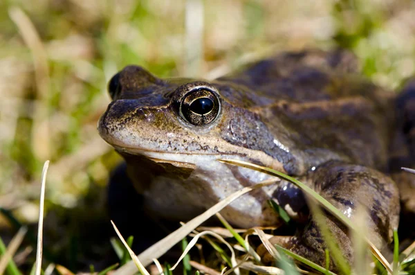 Frog eye macro closeup of wet amphibian animal — Stock Photo, Image