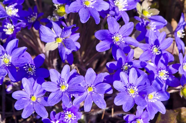 Background closeup hepatica blue flowers blooms — Stock Photo, Image
